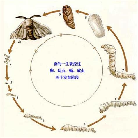 蠶的生命週期 動物骨骼